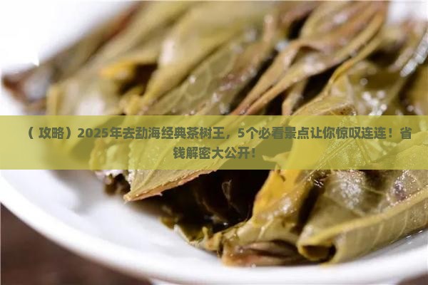 勐海经典茶树王