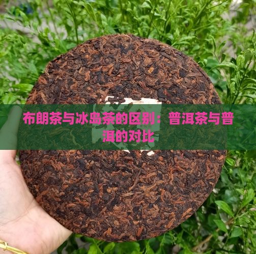 布朗茶和冰岛茶
