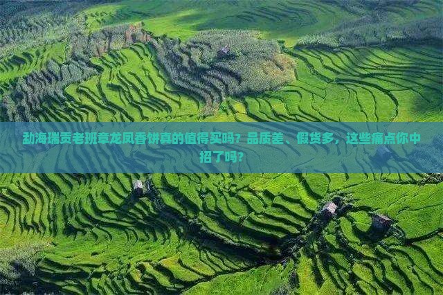勐海瑞贡老班章龙凤香饼