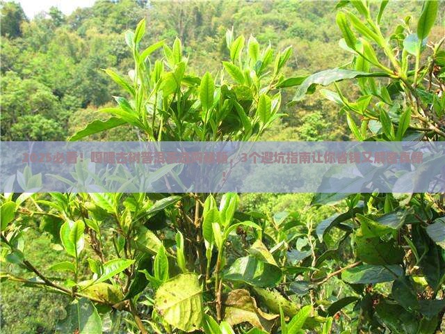 嘎哩古树普洱茶