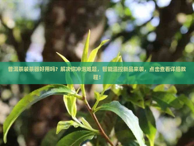 普洱茶装茶器好用吗吗怎么装