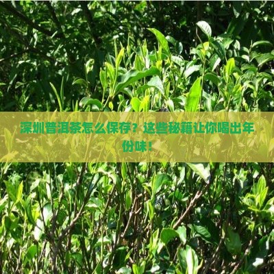 在深圳普洱茶怎么保存好