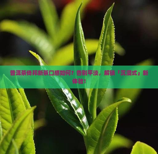 普洱茶倚邦新茶口感介绍
