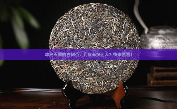 冰岛五寨之古树茶