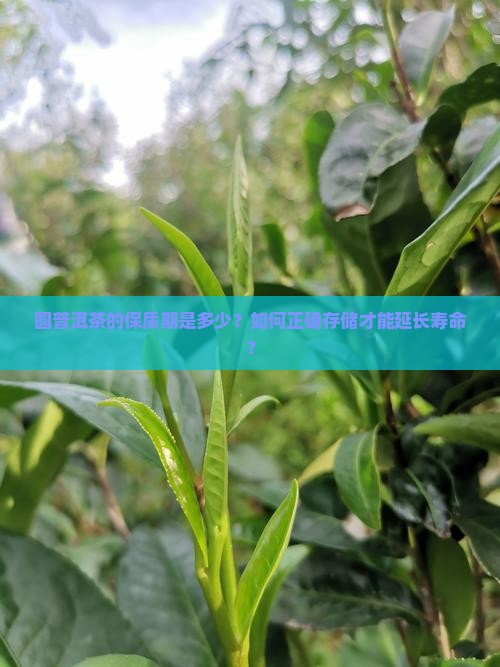 圆普洱茶保质期
