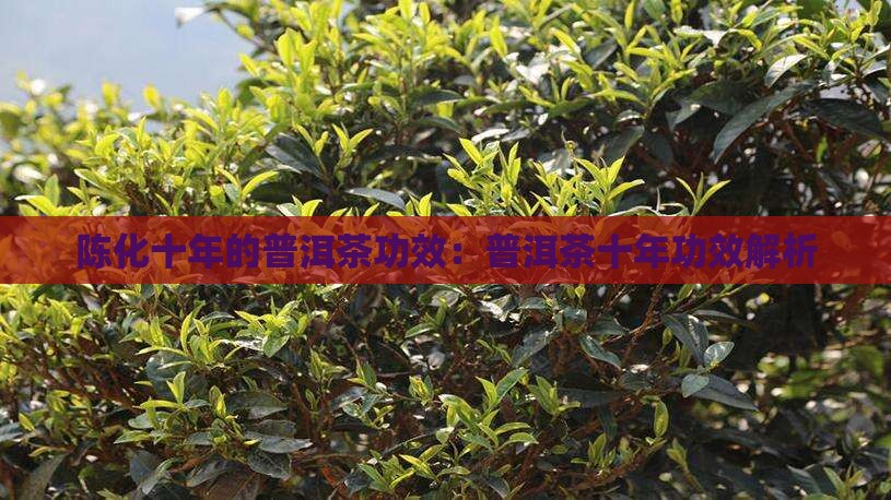陈化十年的生普洱茶功效