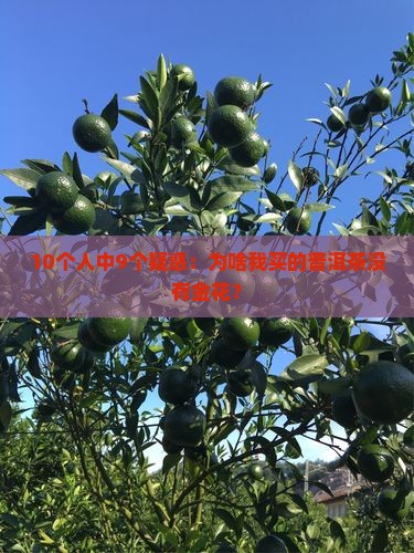 所有的普洱茶都有金花吗