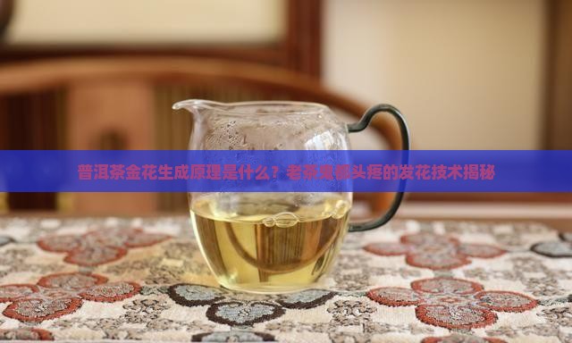 普洱茶金花生成原理是什么