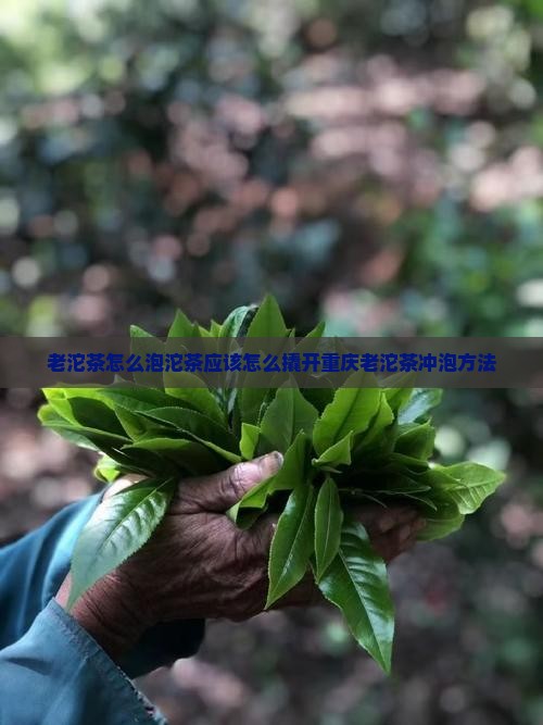 老沱茶怎么泡沱茶应该怎么撬开