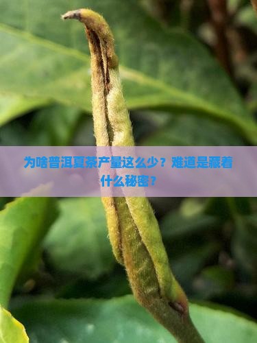 普洱茶夏茶产量最少