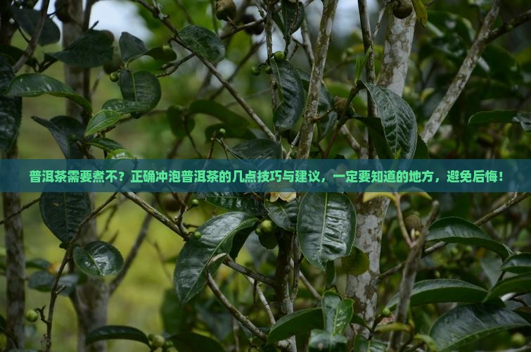 普洱茶需要煮不