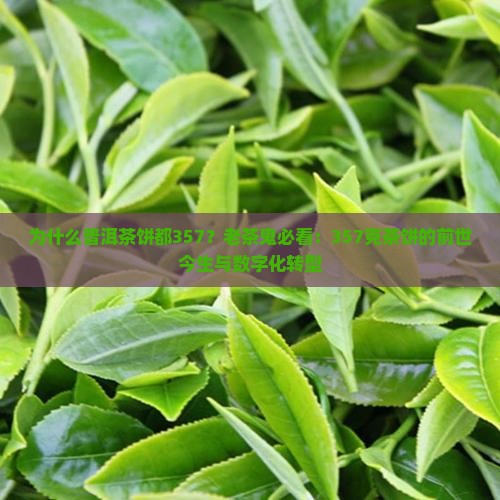 为什么普洱茶饼都357