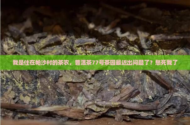 普洱茶帕沙77号