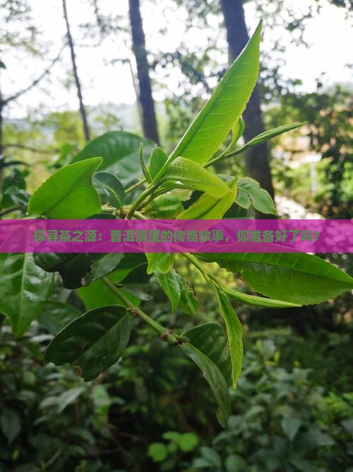 茶祖博览馆普洱茶产品