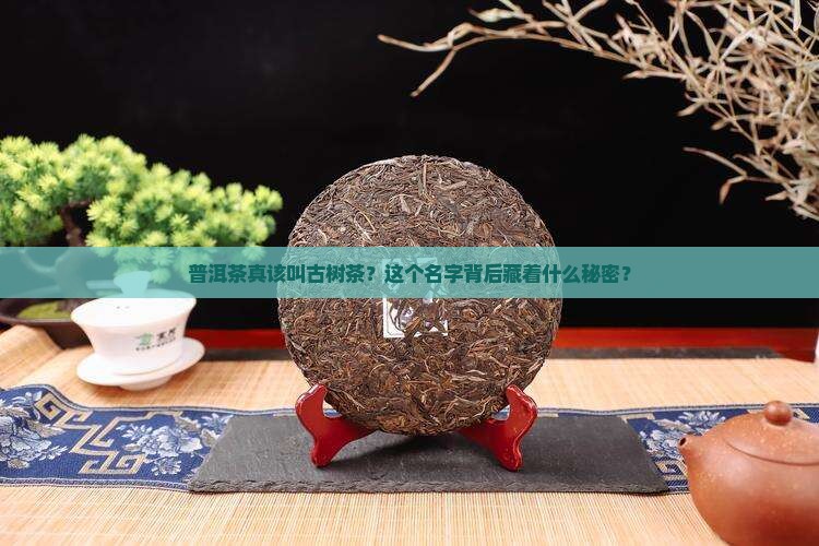普洱茶应该改名古树茶