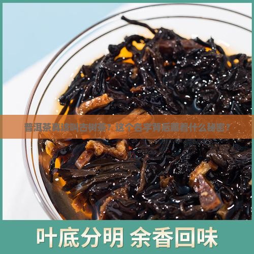 普洱茶应该改名古树茶