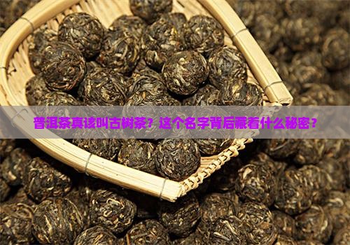 普洱茶应该改名古树茶