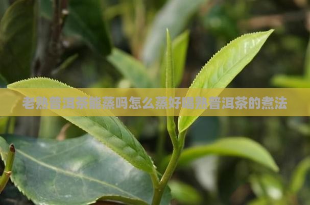 老熟普洱茶能蒸吗怎么蒸