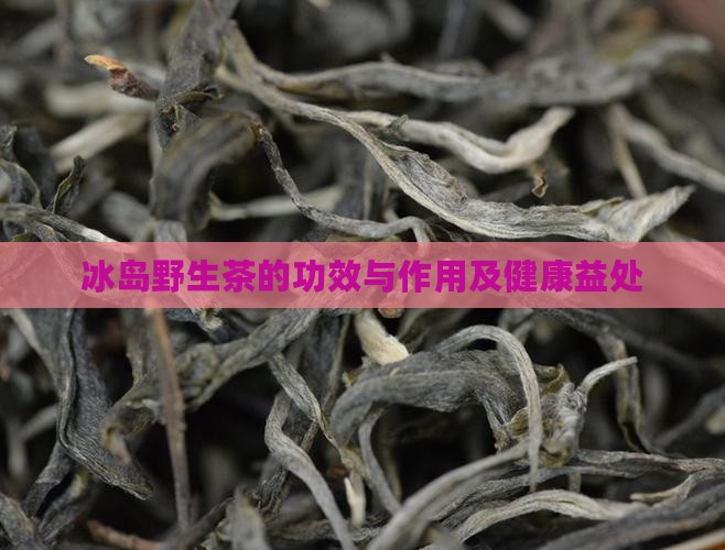 冰岛野生茶的功效与作用