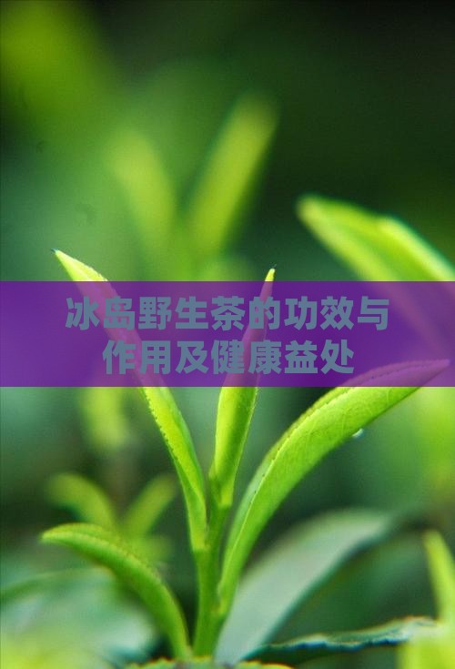 冰岛野生茶的功效与作用
