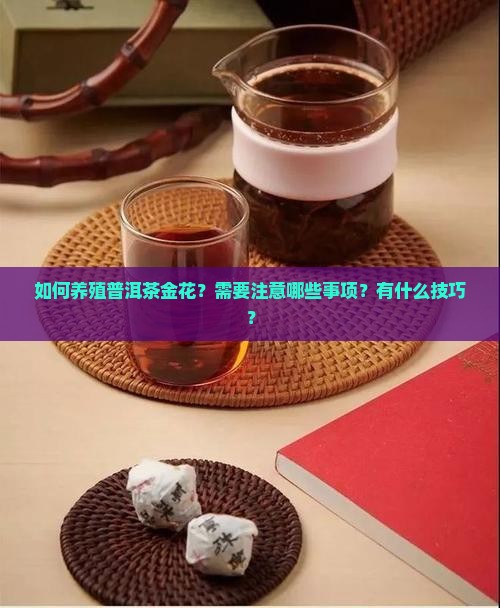 普洱茶金花怎么养殖的