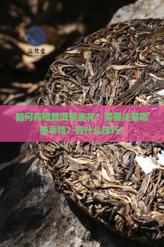 普洱茶金花怎么养殖的