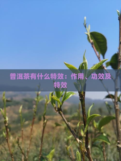 普洱茶有什么特效 普洱茶有什么特效