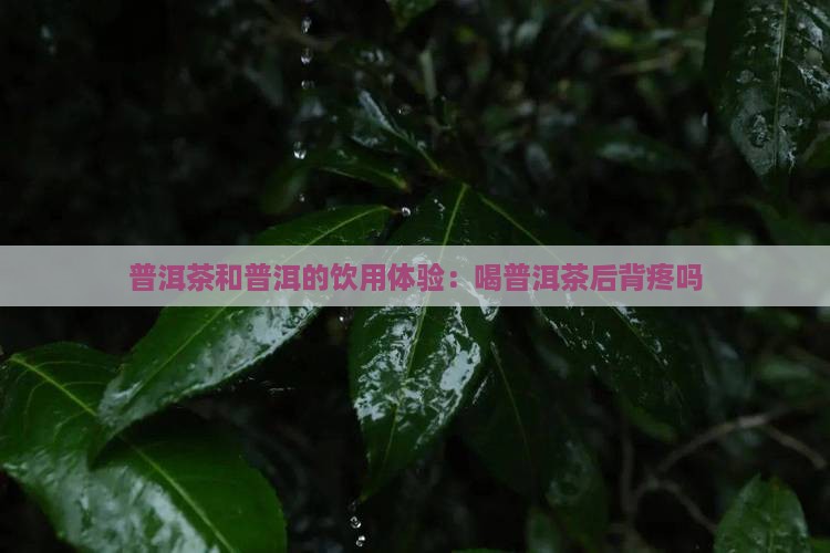 喝普洱茶后背疼吗