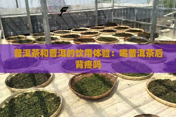 喝普洱茶后背疼吗