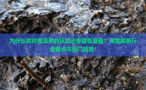 普洱茶基础认知