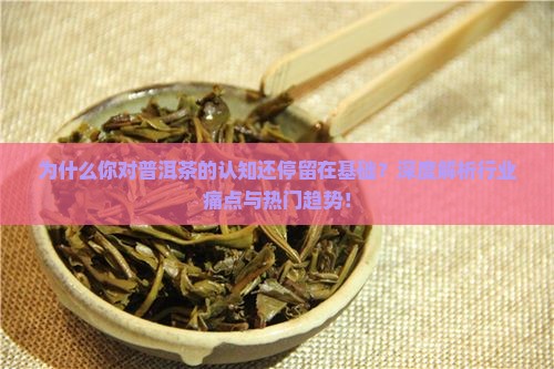 普洱茶基础认知