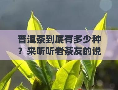 普洱茶称作什么茶种类多