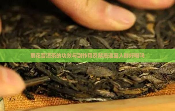 菊花普洱茶的功效与副作用