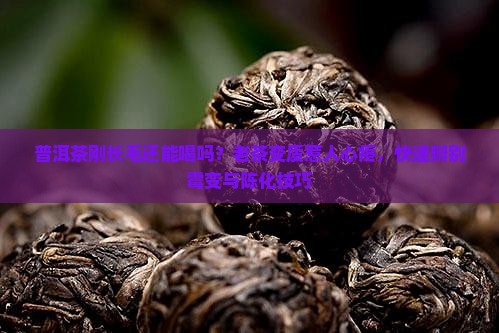 普洱茶刚长毛还能喝吗
