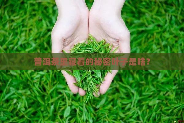 什么叶子包普洱茶