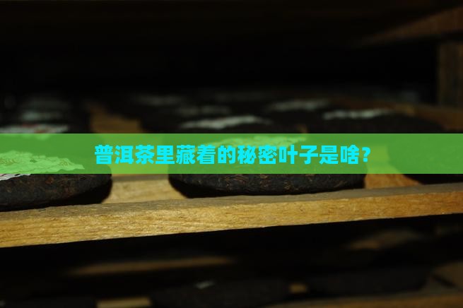 什么叶子包普洱茶
