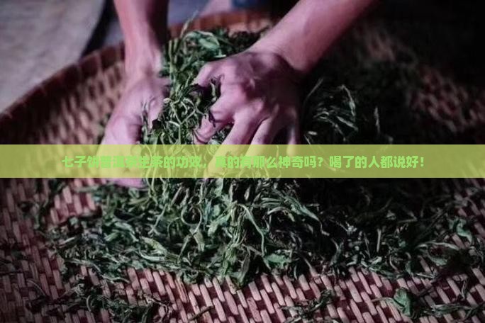 七子饼普洱茶生茶功效