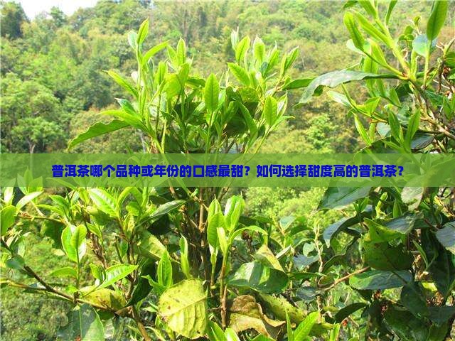 普洱茶哪个比较甜