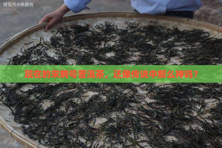 现在的宋聘号普洱茶如何