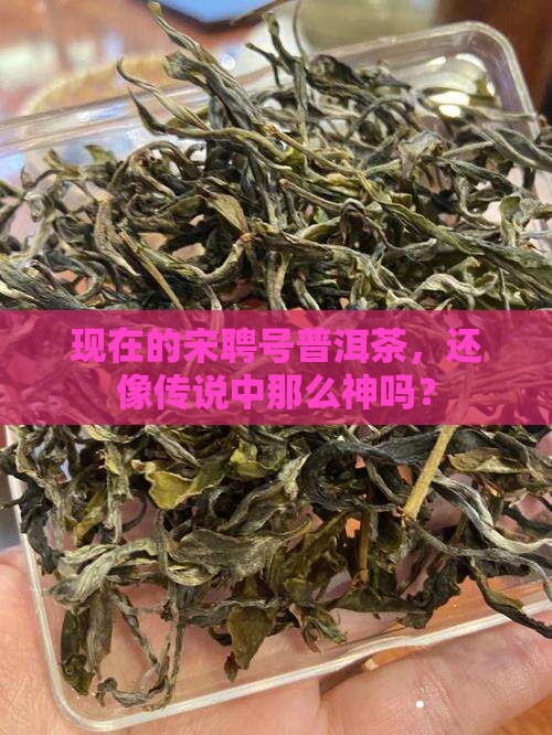 现在的宋聘号普洱茶如何