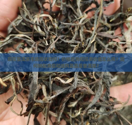 现在普洱茶现状