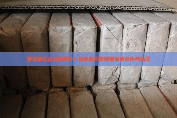 普洱茶怎么分辨茶叶
