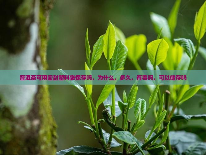 普洱茶可用密封塑料袋保存吗