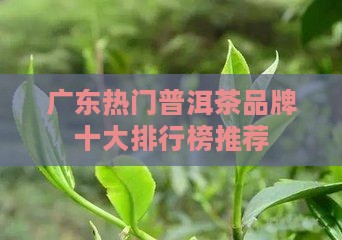 广东热门普洱茶品牌