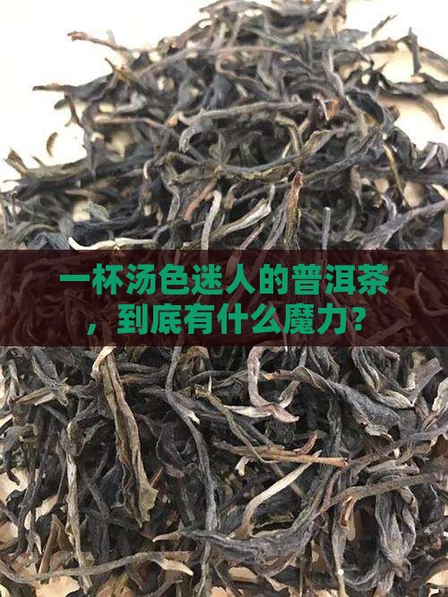 汤色迷人的普洱茶是什么茶