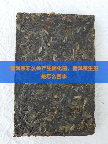 普洱茶怎么会产生硝化菌