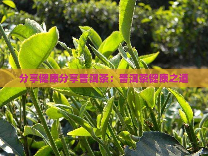 分享健康分享普洱茶