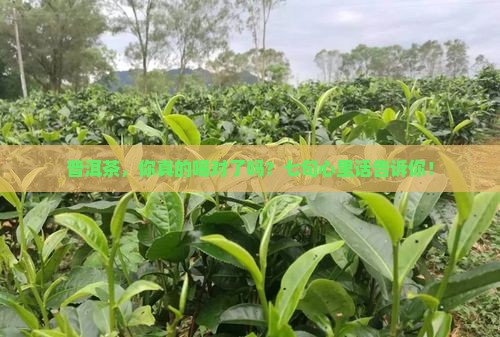 普洱茶的七句忠告