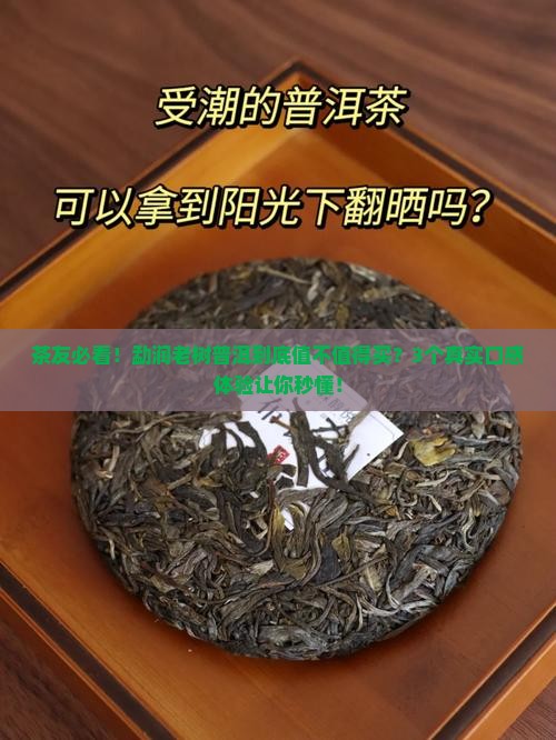 勐润老树普洱好吗