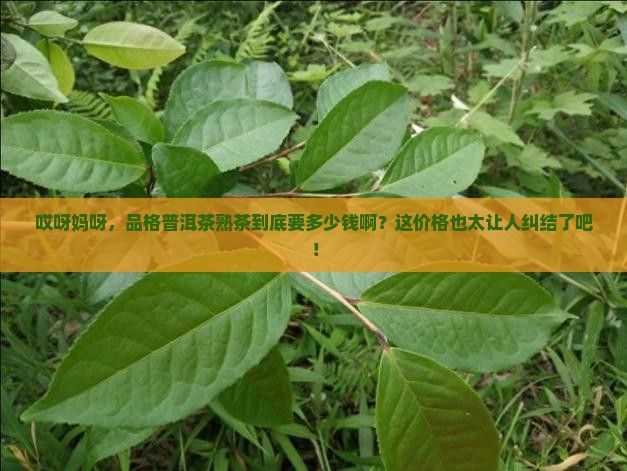 品格普洱茶熟茶多少钱